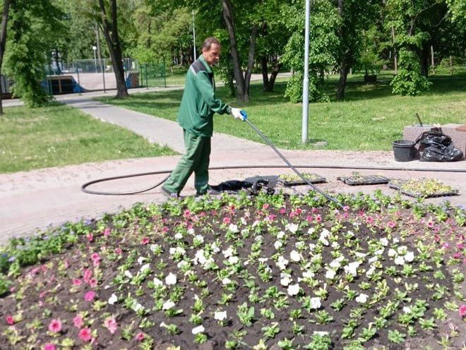 В городе продолжаются работы по озеленению.