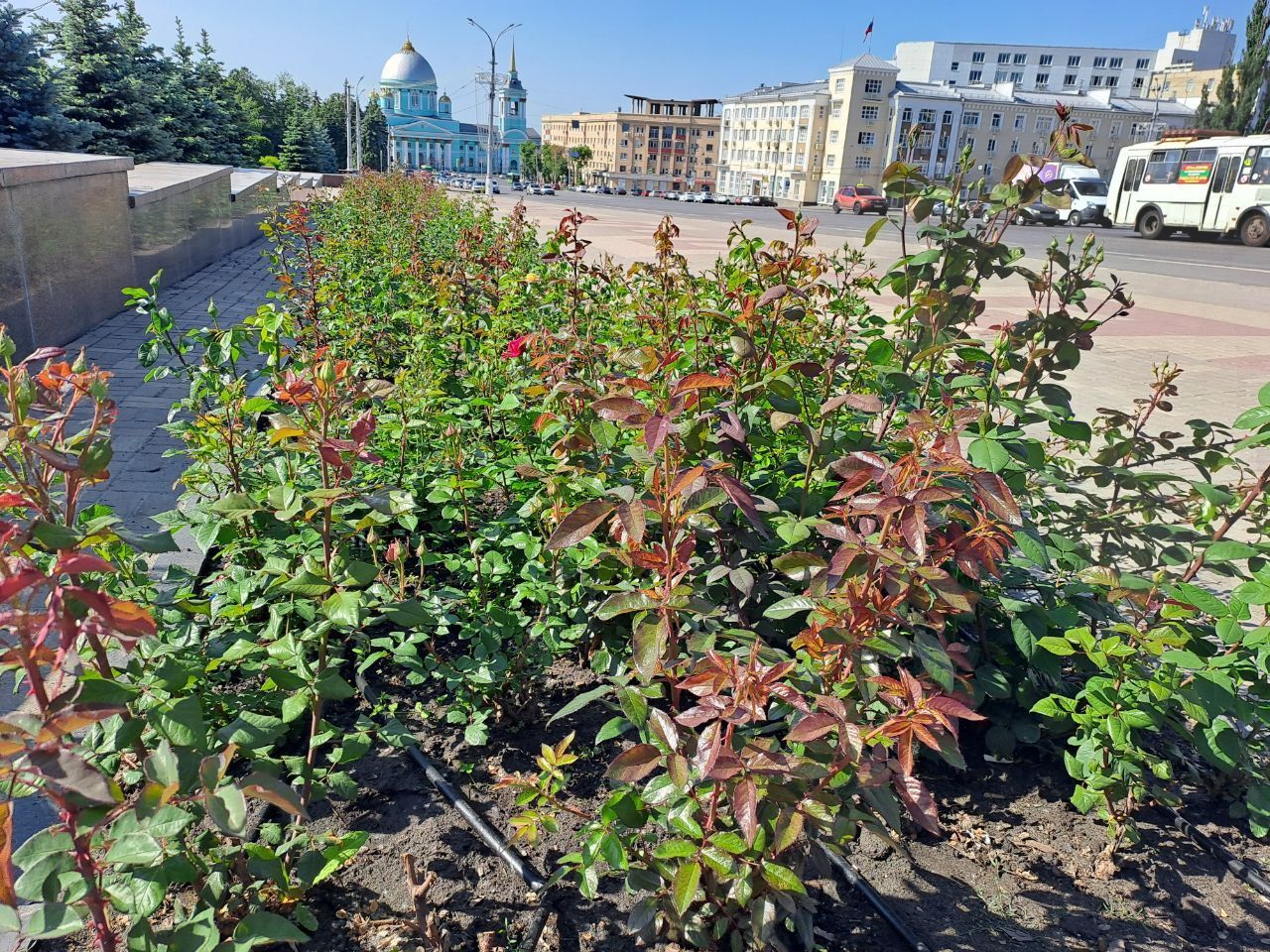 За розами в областном центре особый уход.