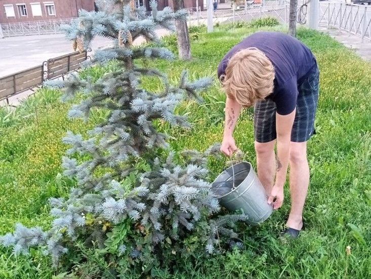 Жаркая погода требует трепетного ухода за зелеными насаждениями.