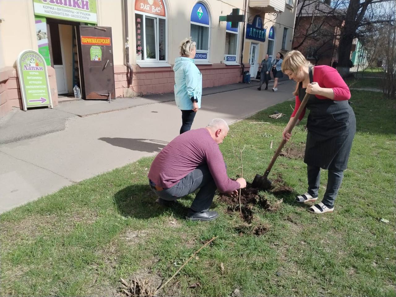 Курские предприниматели помогают озеленять город.