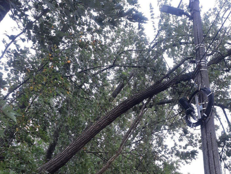 В выходные из-за шквалистого ветра упало восемь деревьев. В выходные из-за шквалистого ветра упало восемь деревьев.