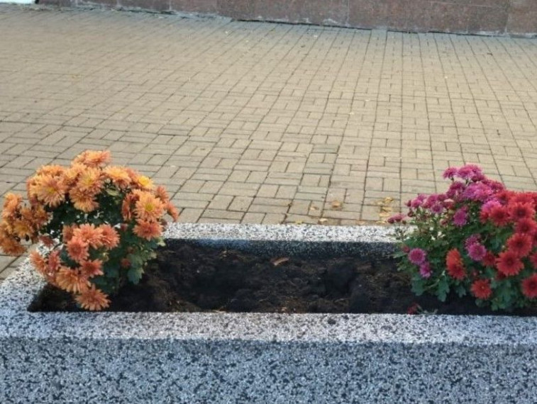 За этот год в Курске было высажено 220 тысяч цветов. За этот год в Курске было высажено 220 тысяч цветов.