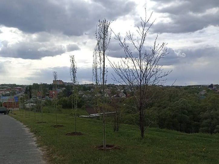 В Курске продолжаются работы по озеленению, об этом рассказали в комитете городского хозяйства. В Курске продолжаются работы по озеленению, об этом рассказали в комитете городского хозяйства.