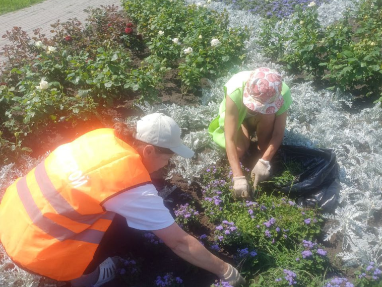 В Курске продолжают заботиться о зеленых насаждениях. В Курске продолжают заботиться о зеленых насаждениях.